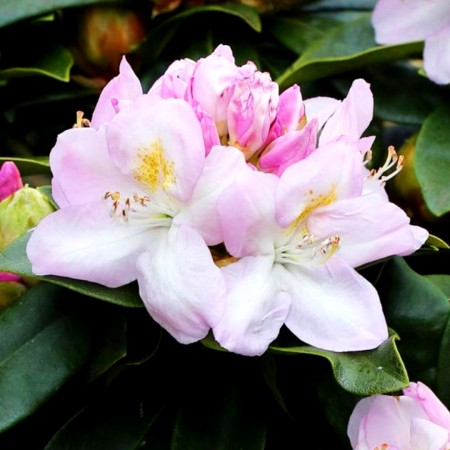 Rhododendron Gomer Waterer - Arbusti ornamentali - AgroDenmar.ro