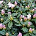 Rhododendron Gomer Waterer - Arbusti ornamentali - AgroDenmar.ro