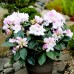 Rhododendron Gomer Waterer - Arbusti ornamentali - AgroDenmar.ro