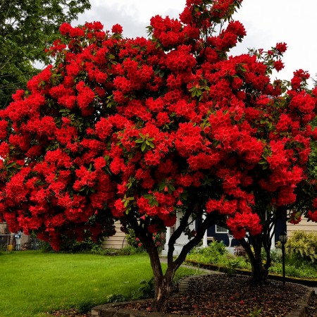 Rhododendron Red - Arbusti ornamentali - AgroDenmar.ro Rhododendron Red - Arbusti ornamentali - AgroDenmar.ro