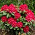 Rhododendron Karl Naue - Arbusti ornamentali - AgroDenmar.ro Rhododendron Karl Naue - Arbusti ornamentali - AgroDenmar.ro
