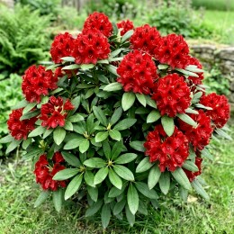 Rhododendron Karl Naue