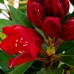 Rhododendron Karl Naue - Arbusti ornamentali - AgroDenmar.ro Rhododendron Karl Naue - Arbusti ornamentali - AgroDenmar.ro