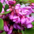 Robinia hispida Macrophylla