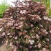 Soc negru Thundercloud - Arbusti ornamentali - AgroDenmar.ro