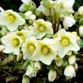 Trandafir de Craciun - Helleborus niger Ice Maiden