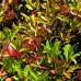 Viburnum odoratissimum Coppertop - Arbusti ornamentali - AgroDenmar.ro