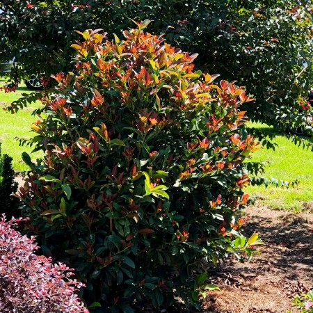 Viburnum odoratissimum Coppertop - Arbusti ornamentali - AgroDenmar.ro