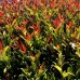 Viburnum odoratissimum Coppertop - Arbusti ornamentali - AgroDenmar.ro