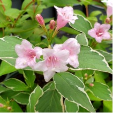 Weigela Florida Suzanne