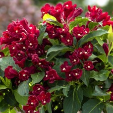 Weigela Maroon Swoon