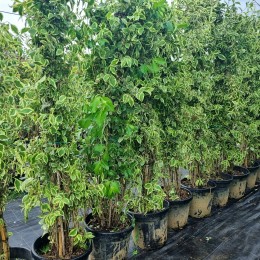 Weigela Florida Variegata - Arbusti ornamentali - AgroDenmar.ro
