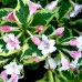 Weigela Florida Variegata - Arbusti ornamentali - AgroDenmar.ro