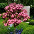 Weigela Styriaca pe picior