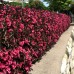 Weigela florida Wine & Roses Alexandra - Arbusti ornamentali - AgroDenmar.ro