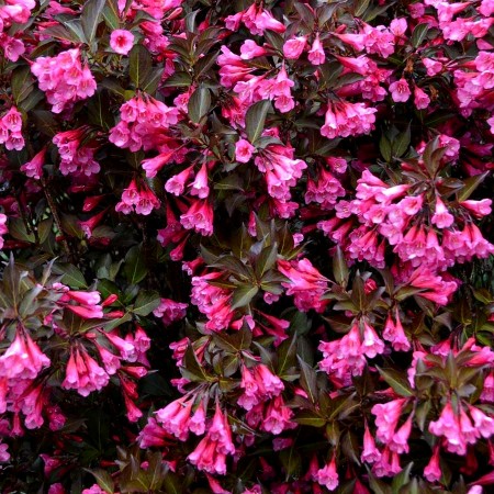 Weigela florida Wine & Roses Alexandra - Arbusti ornamentali - AgroDenmar.ro