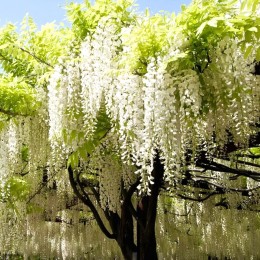 Wisteria brachybotrys Shiro Kapitan Fuji 200 - 250 cm - tip copac - Arbusti ornamentali - AgroDenmar.ro