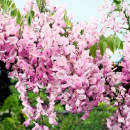 Wisteria brachybotrys Showa Beni - 200 - 250 cm - tip copac