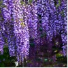 Wisteria brachybotrys Ykoyama Fuji