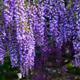 Wisteria brachybotrys Ykoyama Fuji