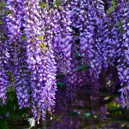  <span>Wisteria</span> <span>brachybotrys</span> <span>Ykoyama</span> <span>Fuji</span>