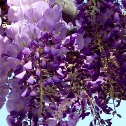 Wisteria brachybotrys Ykoyama Fuji 200 - 250 cm - tip copac - Arbusti ornamentali - AgroDenmar.ro