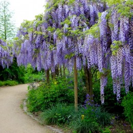 Wisteria Floribunda Ito Koku Riu - 150 - 200 cm - tip copac - Arbusti ornamentali - AgroDenmar.ro