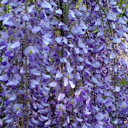 Wisteria Floribunda Macrobotrys 200 - 250 cm - tip copac