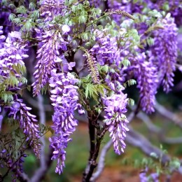 Wisteria Sinensis - Glicina chinezeasca - Arbusti ornamentali - AgroDenmar.ro