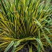 Yucca filamentosa Bright Edge - Arbusti ornamentali - AgroDenmar.ro