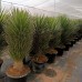 Yucca Filifera - Arbusti ornamentali - AgroDenmar.ro