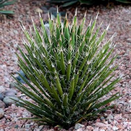 Yucca Filifera
