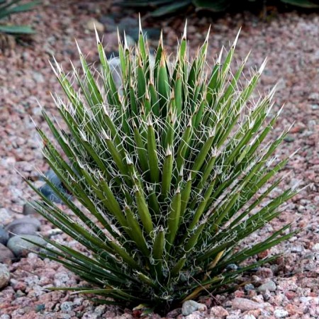 Yucca Filifera - Arbusti ornamentali - AgroDenmar.ro