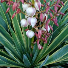 Yucca gloriosa Variegata