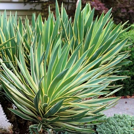 Yucca gloriosa Variegata P9 - Arbusti ornamentali - AgroDenmar.ro