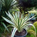 Yucca Ivory Towers