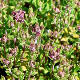 Cimbru - Thymus Vulgaris Precompa - Plante aromatice - AgroDenmar.ro Cimbru - Thymus Vulgaris Precompa - Plante aromatice - AgroDenmar.ro