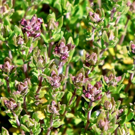 Cimbru - Thymus Vulgaris Precompa - Plante aromatice - AgroDenmar.ro Cimbru - Thymus Vulgaris Precompa - Plante aromatice - AgroDenmar.ro