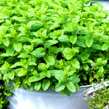 Menta - Maroccan Mint - Plante aromatice - AgroDenmar.ro