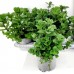 Menta - Maroccan Mint - Plante aromatice - AgroDenmar.ro
