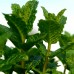 Menta - Maroccan Mint - Plante aromatice - AgroDenmar.ro