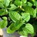 Menta - Mojito Mint - Plante aromatice - AgroDenmar.ro Menta - Mojito Mint - Plante aromatice - AgroDenmar.ro