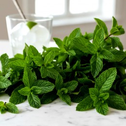 Menta - Mojito Mint Menta - Mojito Mint - Plante aromatice - AgroDenmar.ro