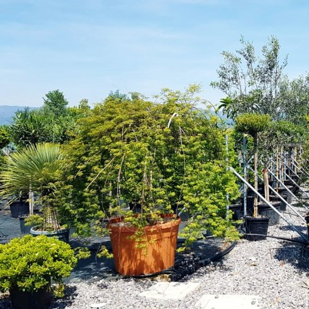Artar japonez Emerald Lace - tip copac - Arbori ornamentali - AgroDenmar.ro