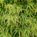 Artar japonez Emerald Lace - tip copac - Arbori ornamentali - AgroDenmar.ro