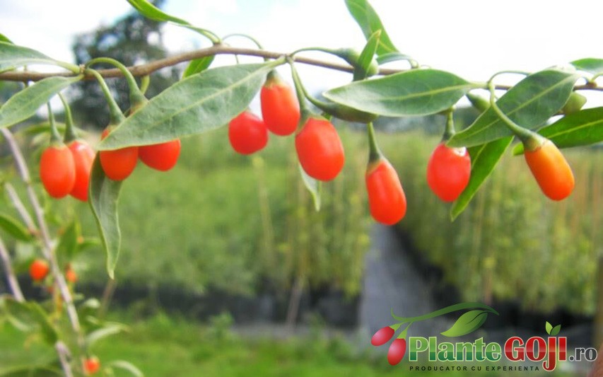 Galerie Foto Video - Plante si Fructe Goji Galerie Foto Video - Plante si Fructe Goji
