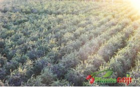 Beneficiile Infiintarii unei plantatii de Arbusti Goji Beneficiile Infiintarii unei plantatii de Arbusti Goji