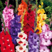 Gladiole