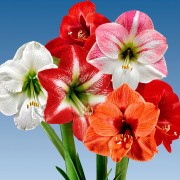 Amaryllis
