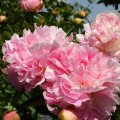 Bujor - Paeonia lactiflora Catharina Fontijn